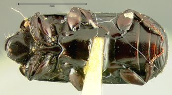 Media type: image;   Entomology 6899 Aspect: habitus ventral view